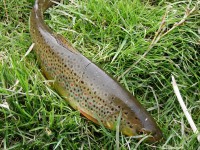 /album/river-dunajec/q-2-jpg1/